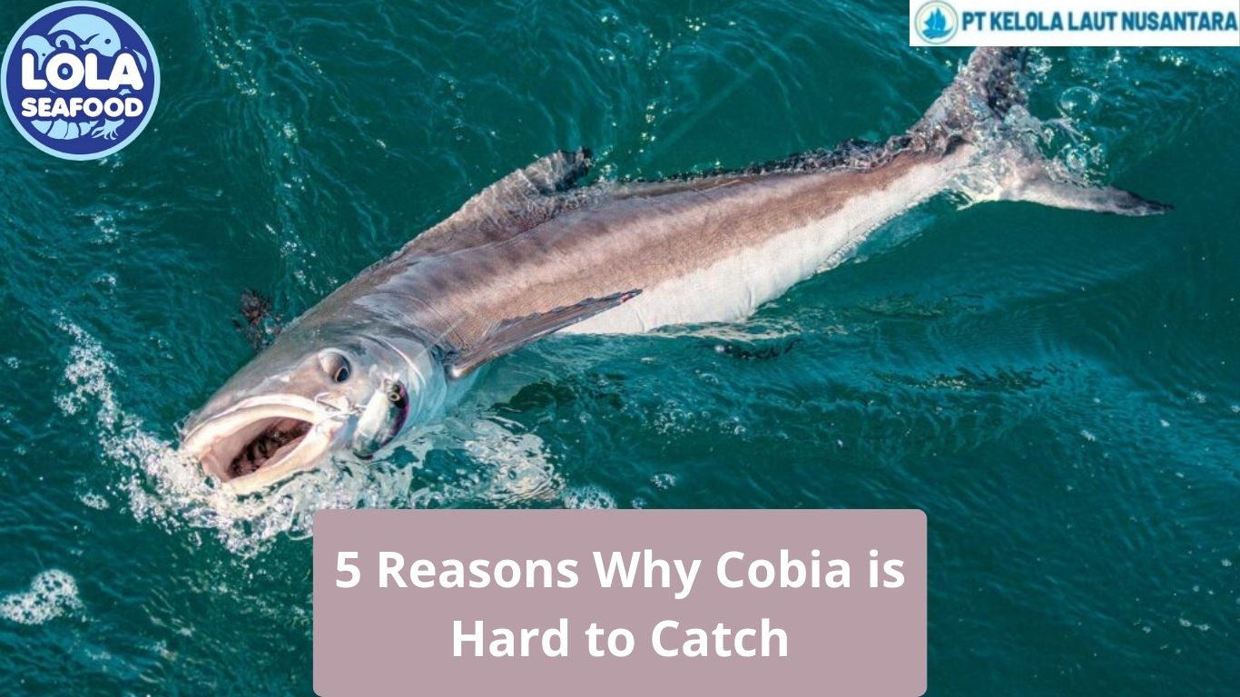 5 Reasons Why Cobia is Hard to Catch